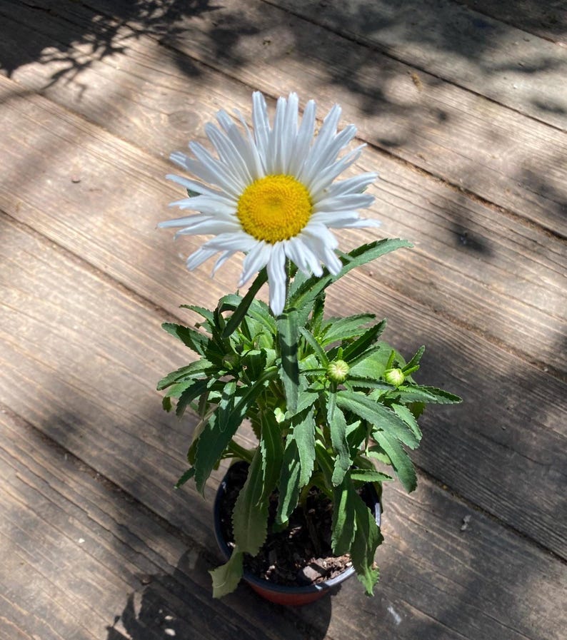 Daisy Plant 8-12 in White Flowers Leucanthemum maximum Bee Friendly