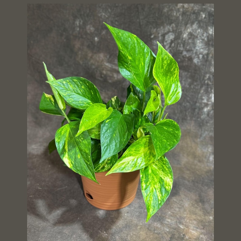 Golden Pothos Plant in 6" Self Watering Pot | Easy Care Indoor Plant | Air Purifier | Epipremnum aureum | Low Light Tolerant