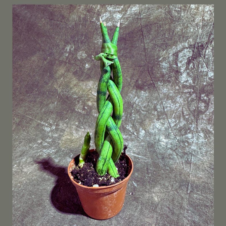 Snake Plant Spear Braided in 2" Pot - Sansevieria Cylindrica - Low Light Indoor Plant - Pet Friendly Houseplant