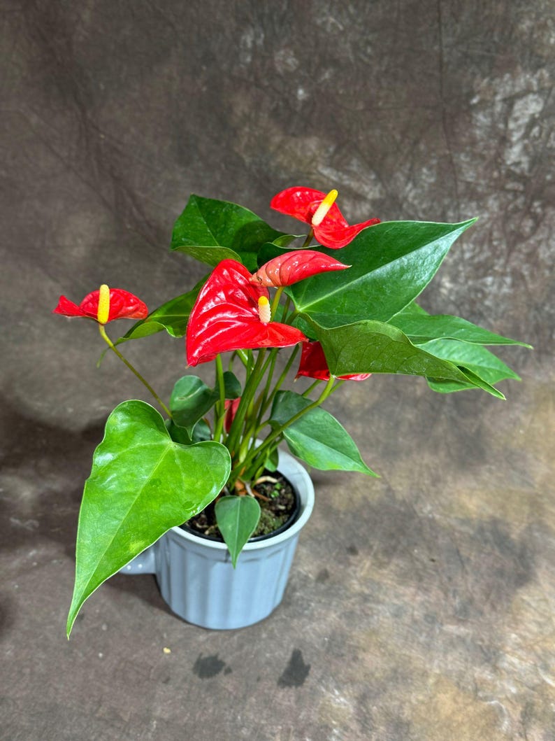 Red Anthurium Plant - 4" Ceramic Cup - Easy Care Indoor Flowering Plant - Anthurium andraeanum - Low Light Houseplant