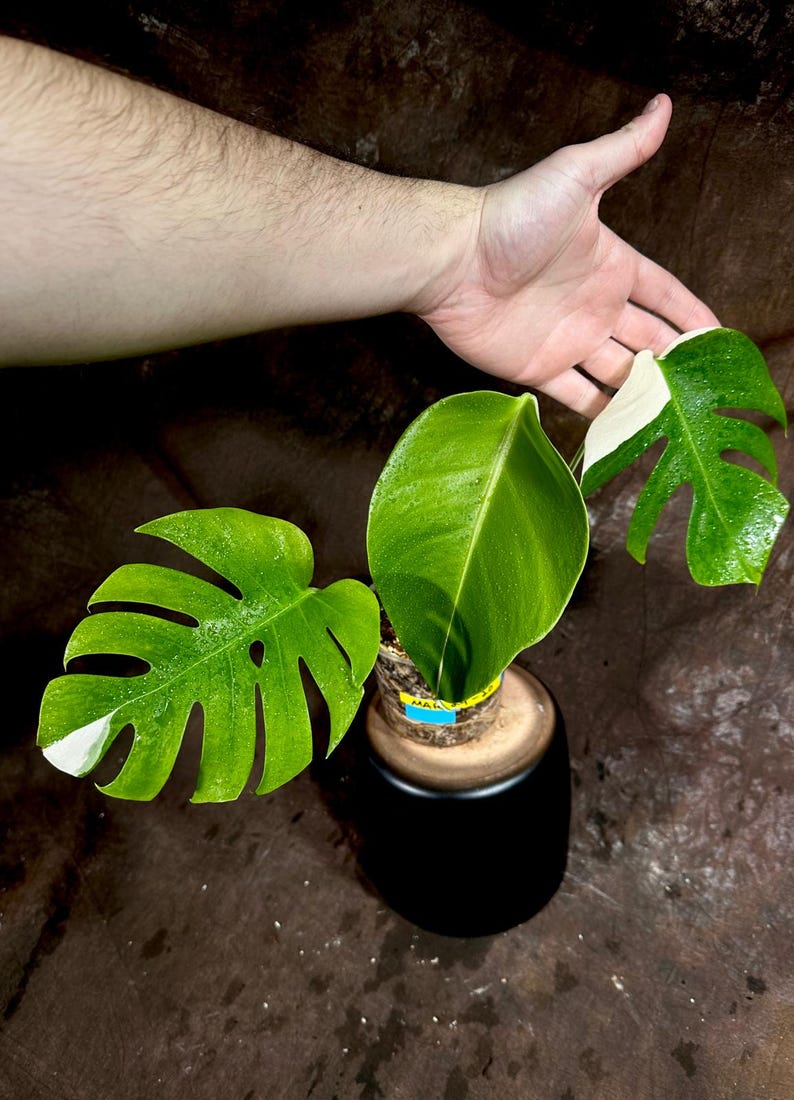 Variegated Monstera Albo Plant - Rare White Borsigiana Houseplant - Exact Plant - Indoor Tropical Decor - Monstera Deliciosa
