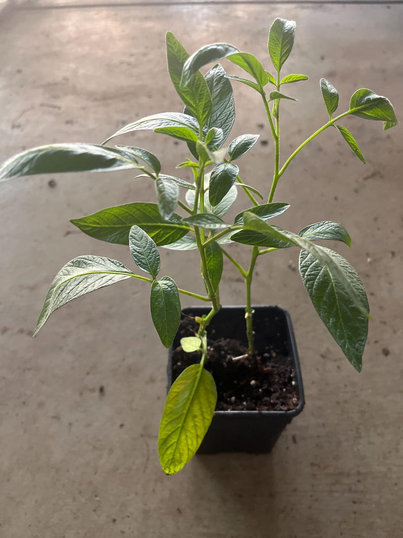 Pepino Melon Live Plant 4” Pot | Sweet Cucumber Variety | Solanum muricatum | Exotic Fruit Plant