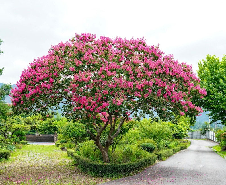 Crape Myrtle Tree - Pink Velour Variety - Lagerstroemia indica - Bright Purple Flowers for Vibrant Landscapes and Garden Retreats