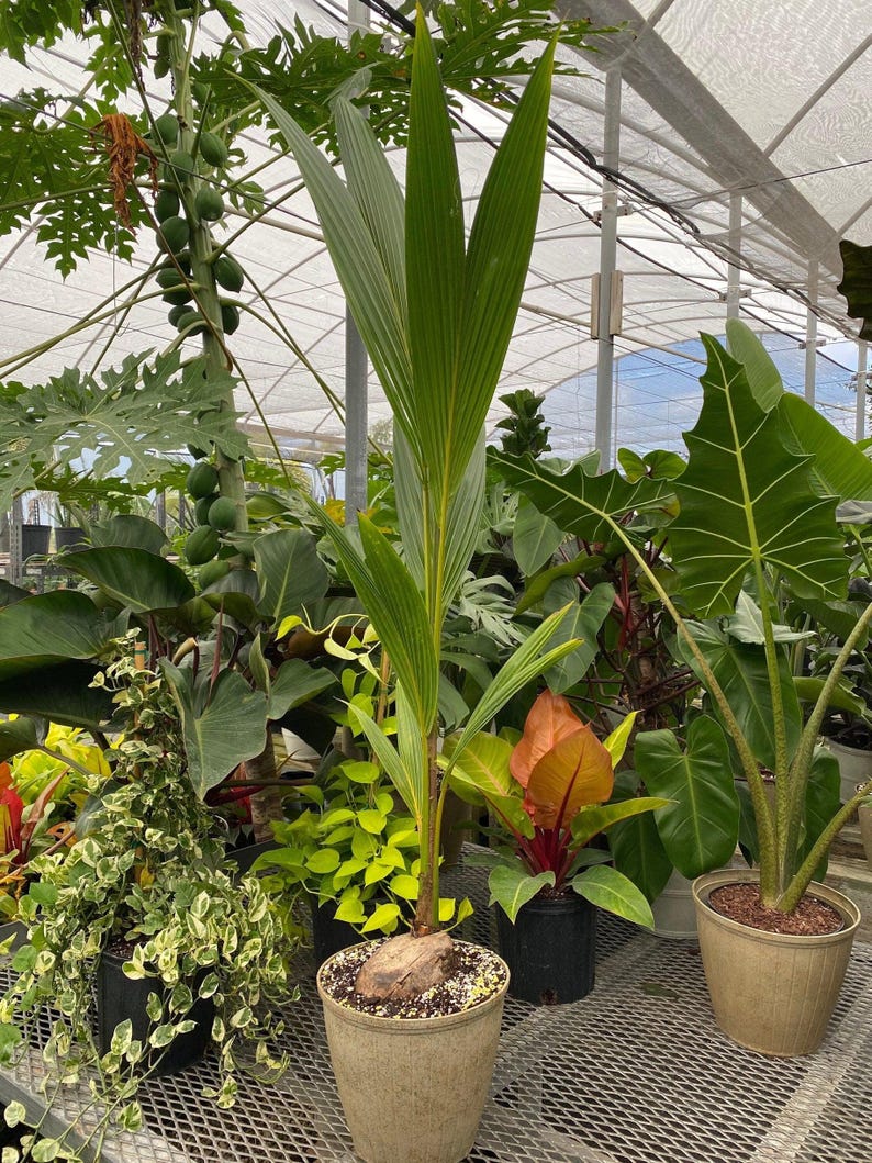 Coconut Palm Tree, 6-Inch Pot, Gold Malayan Variety, Cocos Nucifera - Easy Care Indoor/Outdoor Tropical Plant