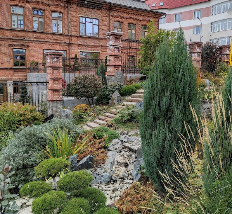 Skyrocket Juniper Tree - Columnar Blue-Green Foliage - Juniperus Virginiana 'Skyrocket' - Perfect for Privacy Screens & Narrow Spaces