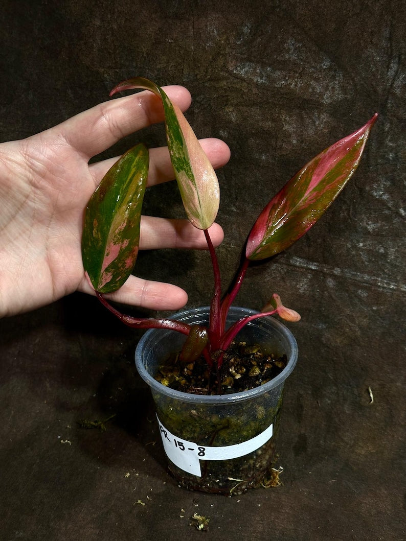 strawberry shake philodendron Philodendron Strawberry Shake #2881