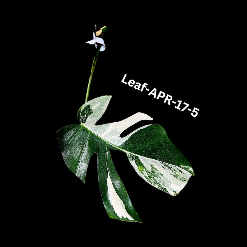 Variegated Monstera Albo Cutting - Rare White Variegation - Monstera Deliciosa Borsigiana Albo - US Seller - Same Plant as Pictures