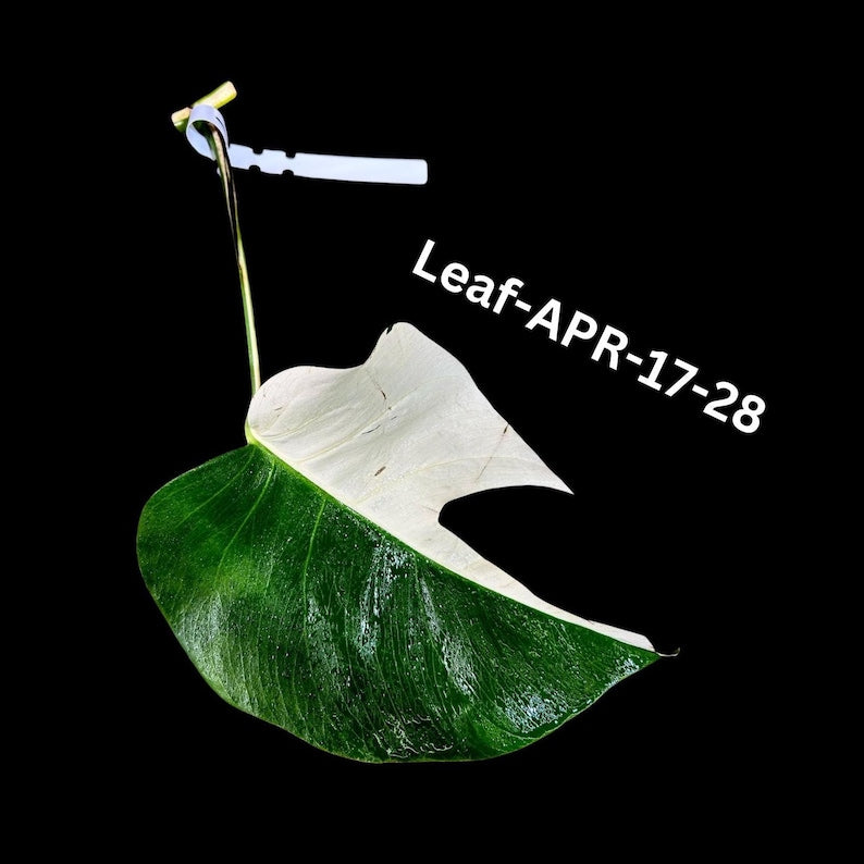 albo monstera cutting Variegated Monstera Cutting - Rare White Monstera Albo