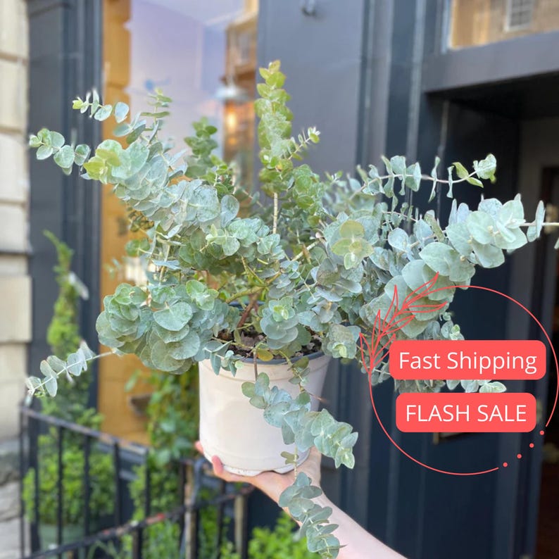 Eucalyptus Live Plant | 2