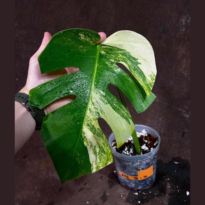 Monstera Aurea Variegated Borsigiana Plant in Nursery Pot - Rare Tropical Houseplant - Monstera Marmota - US Seller