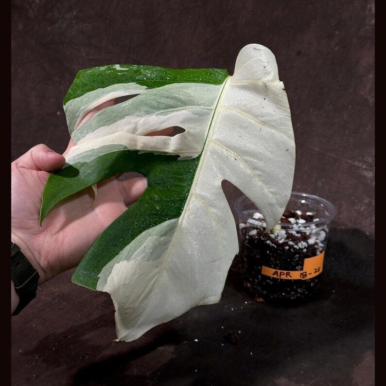 Variegated Monstera Albo Plant - Rare White Monstera Albo Borsigiana