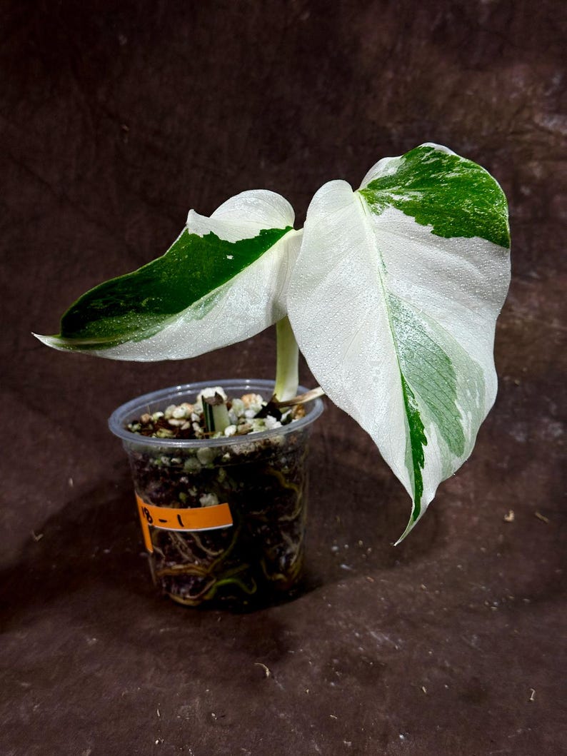 Monstera Borsigiana Albo Variegated A