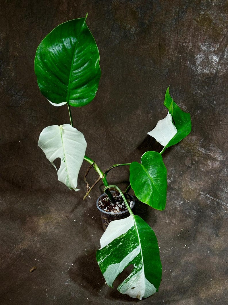 Variegated Monstera Albo Plant - Rare White Borsigiana - Baby Leaf Houseplant - Monstera Deliciosa - Exact Plant - US Seller