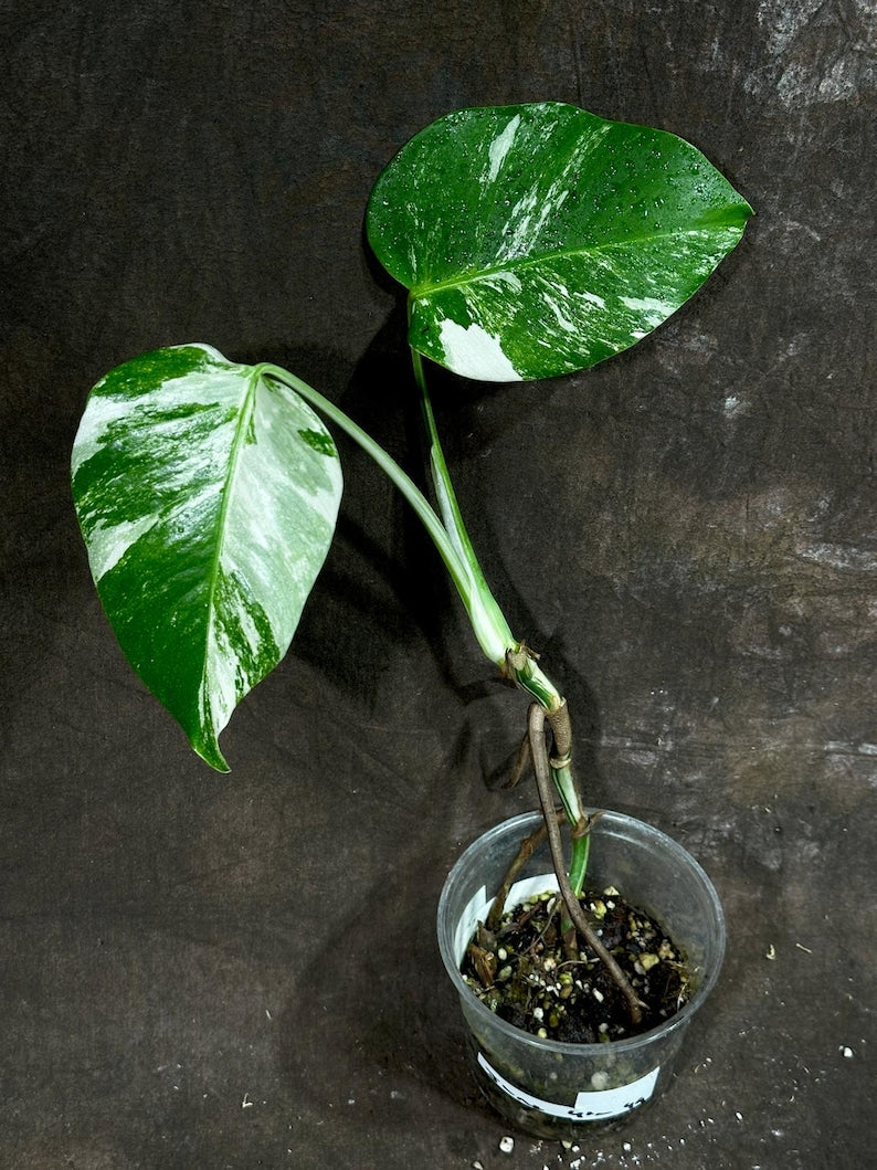 monstera deliciosa bulb Monstera deliciosa ‘Albo Variegata’