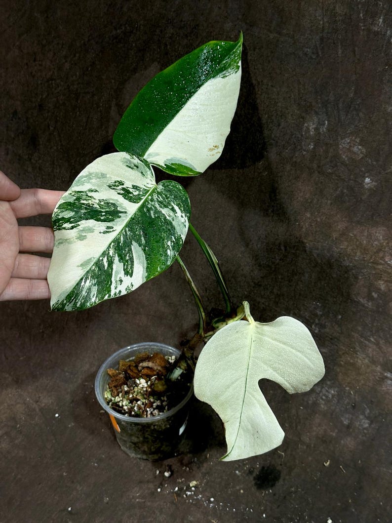 Variegated Monstera Albo Plant - Rare White Borsigiana Houseplant