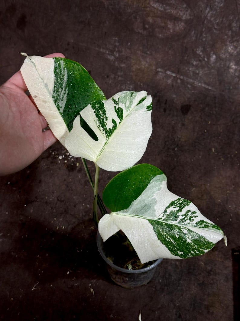 Variegated Monstera Albo Plant - Rare White Borsigiana - Baby Leaf - Monstera Albo - Exact Plant - Indoor Houseplant - US Seller