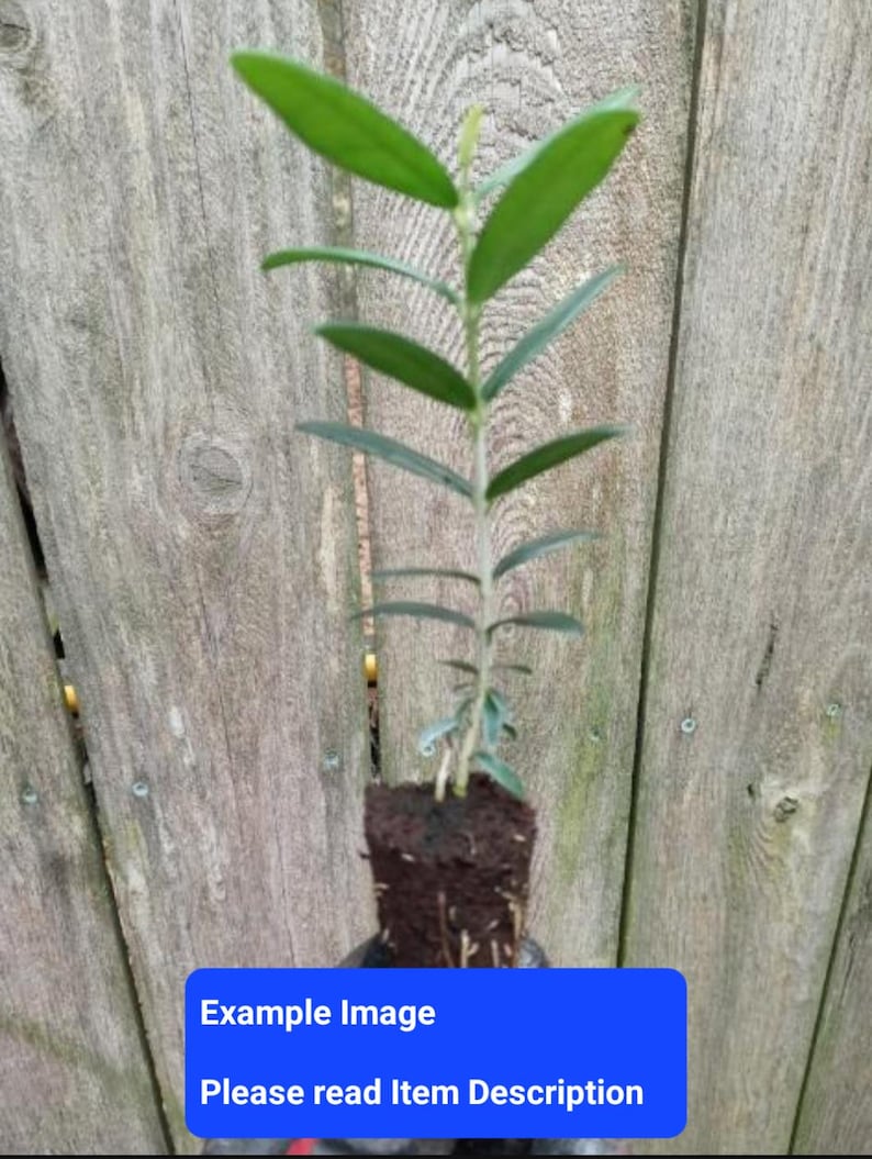 Olea Europaea Arbequina Olive Tree Starter Plant - Edible Fruit, Small Plug, Ideal for Full Sun