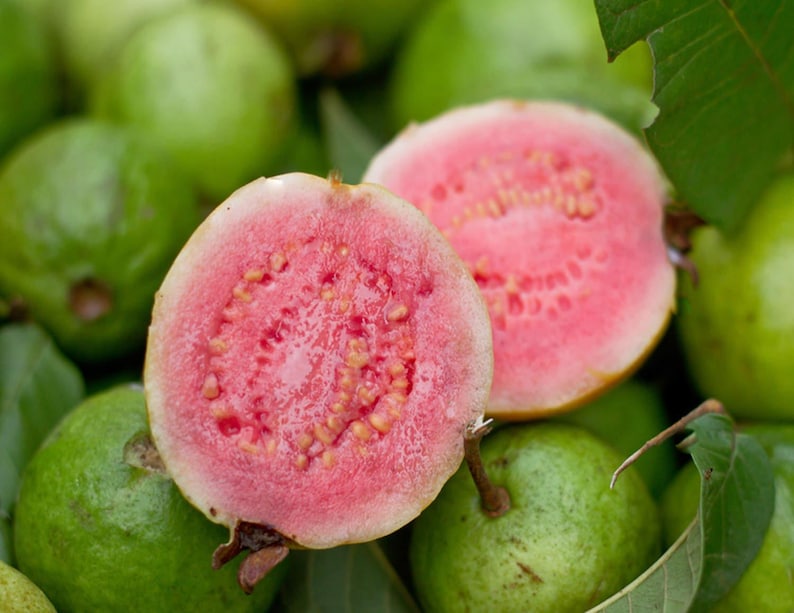Ruby Supreme Guava Tree - 3 Gal Pot, Pink Guava, Psidium Guajava - Sweet Tropical Fruit, Fast Growth, Attracts Bees