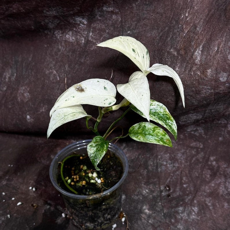 Rare Epipremnum Pinnatum Albo Variegated Plant - Indoor Variegated Vining Plant in Nursery Pot - Epipremnum Pinnatum 'Albo'