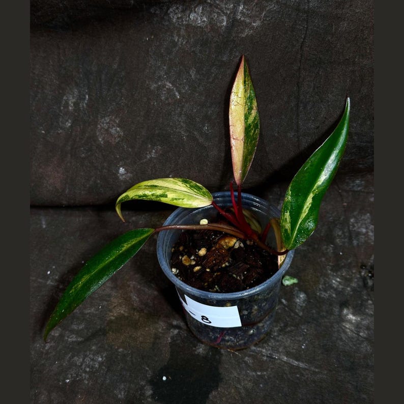 Variegated Philodendron Strawberry Shake Plant - Rare Pink & White Collector Houseplant - Live Indoor Plant - Philodendron erubescens