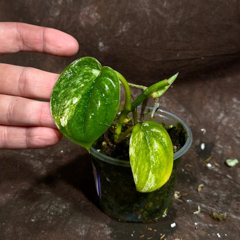 Variegated Scindapsus Pictus 'Jade Satin' Plant | 2 Leaf Potted Plant | Rare Indoor Houseplant | Scindapsus Jade Satin
