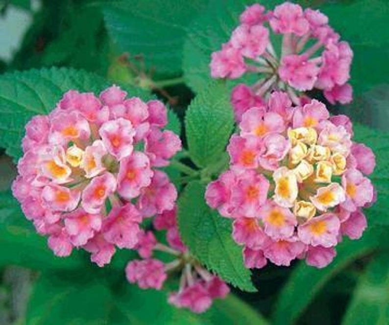 Lantana Starter Plants, 2-Pack, Athens Rose, Butterfly Attractant, Drought-Tolerant, Lantana camara