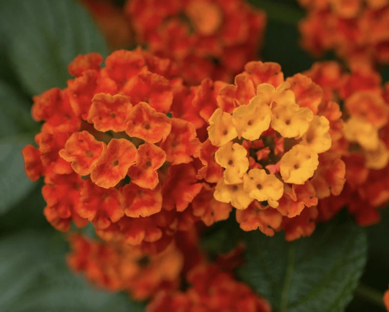 Lantana Starter Plants Pack of 2 | Dallas Red Variety | Butterfly Attracting | Low Maintenance | Pollinator Friendly | Lantana camara