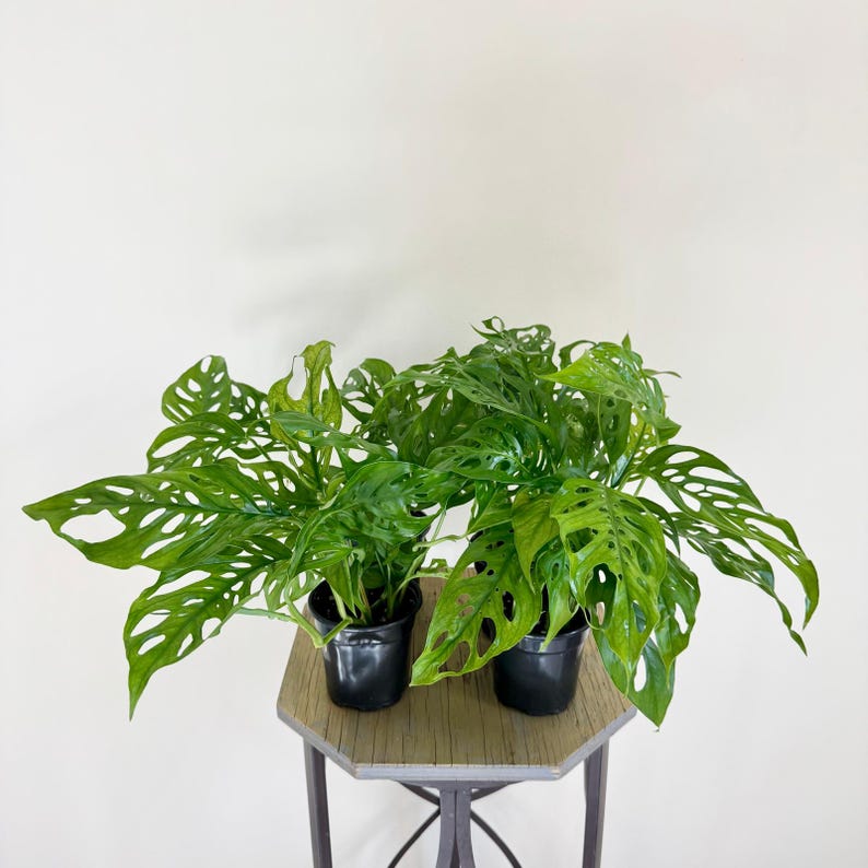 LIVE 4in Swiss Cheese Monstera Adansonii - Unique Tropical Houseplant, Modern Minimalist Decor, Swiss Cheese Plant