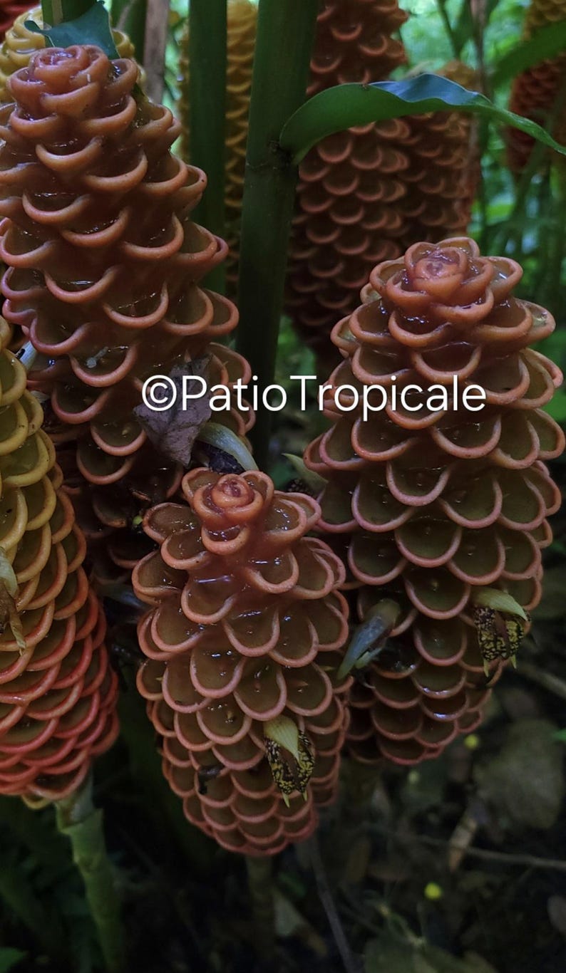 Zingiber spectabile 'Golden Scepter' Live Rhizome - Healthy, Fast Growing, Aromatic Tropical Plant