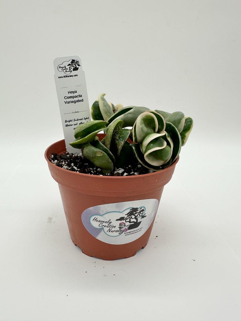 Live Hoya Plant 4" Compacta Variegated - Wax Plant - Hoya carnosa - Low-Maintenance Indoor Tropical Houseplant
