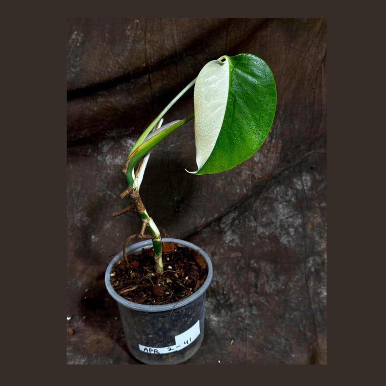 Variegated Monstera Albo Plant - Rare White Borsigiana - Unique Half-Moon  Leaf - Indoor Houseplant