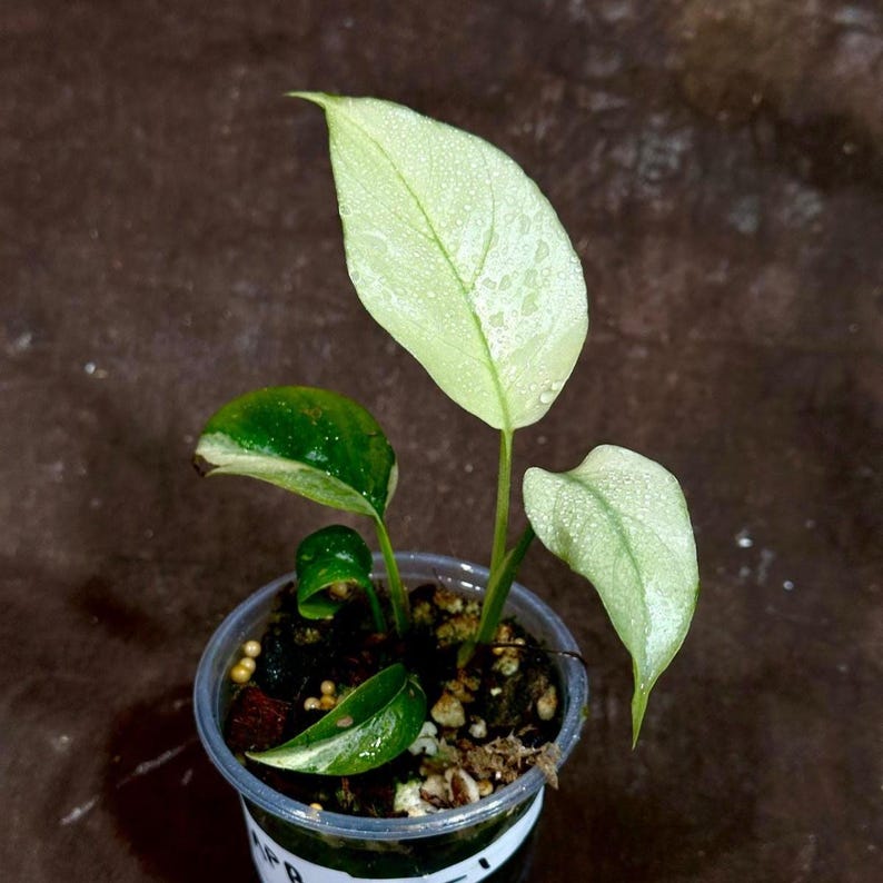 rhaphidophora tetrasperma mini monstera Rare Rhaphidophora Tetrasperma Albo | Mini Monstera Plant in Nursery Pot | Variegated Houseplant