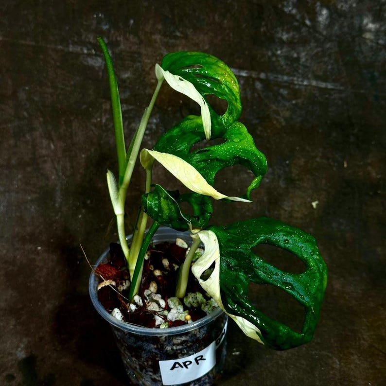monstera adansonii variegated seeds High Variegated White Monstera Adansonii Albo Plant in Nursery Pot - Rare Swiss Cheese Vine