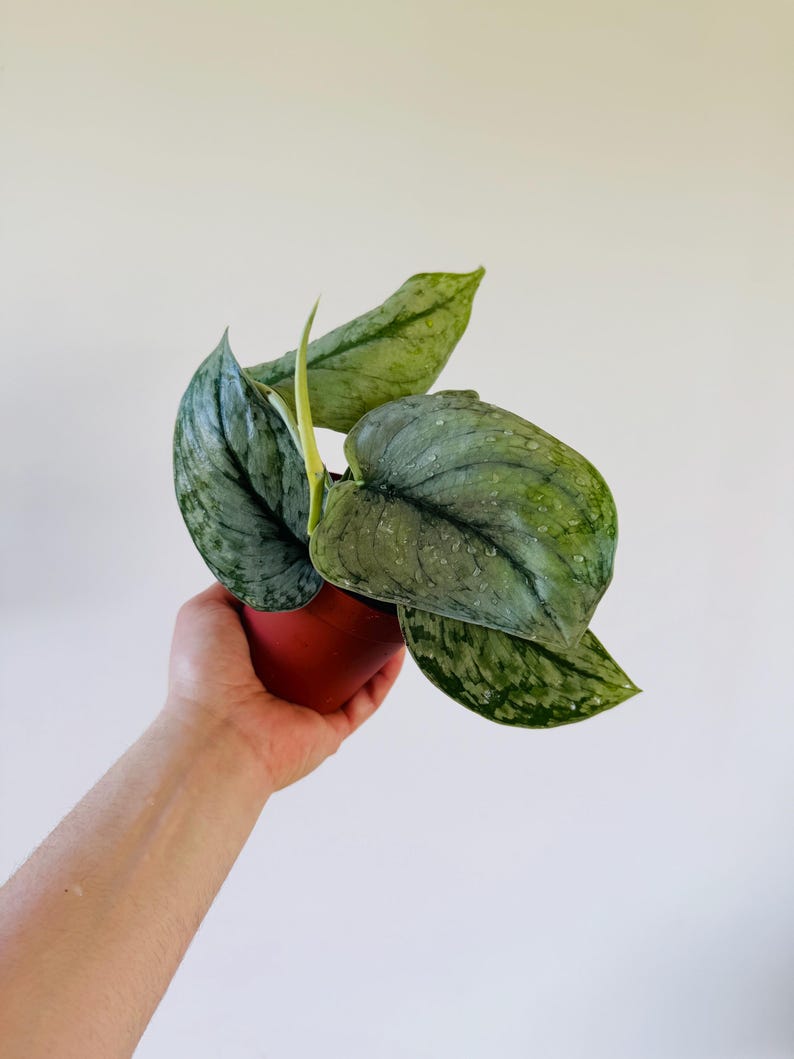 Silver Satin Pothos Live Plant 4" Pot Scindapsus sp. Lahat Rare Aroid Sumatra Green Silver Variegation