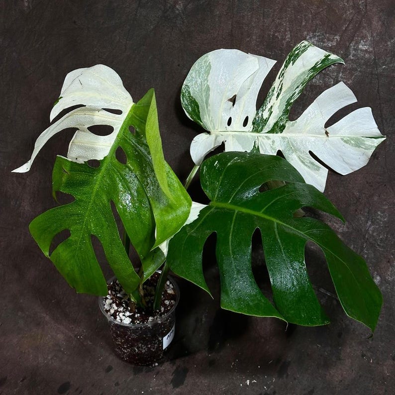 Variegated Monstera Albo Plant - Rare White Borsigiana Houseplant