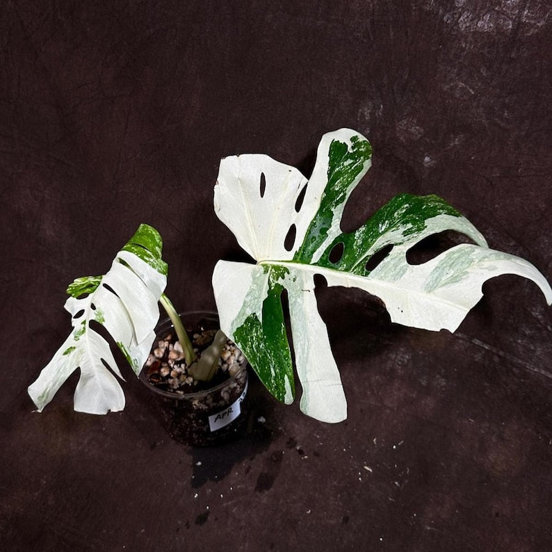 Variegated Monstera Albo Plant - Rare White Monstera Borsigiana - Indoor Houseplant - Exact Plant - Unique Green & White Leaves