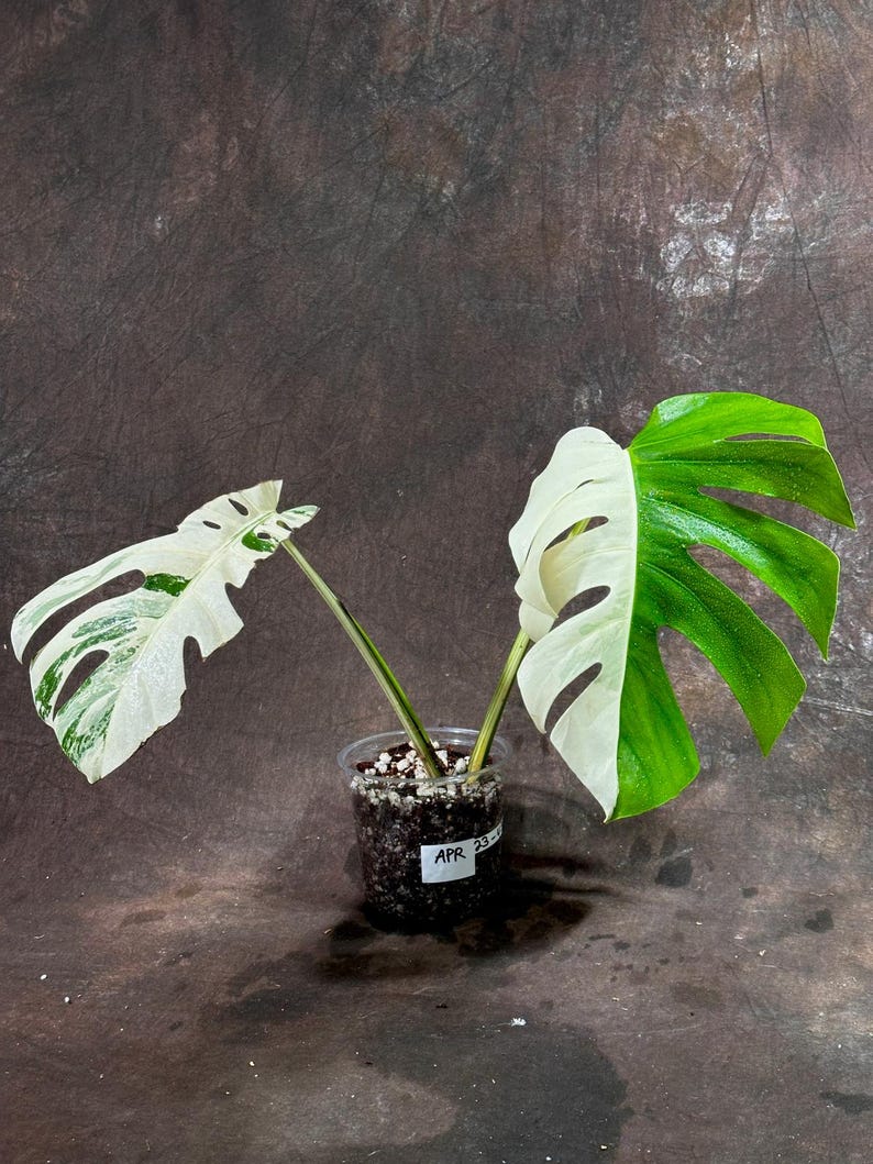 Variegated Monstera Albo Plant - Rare White Borsigiana - Exact Plant