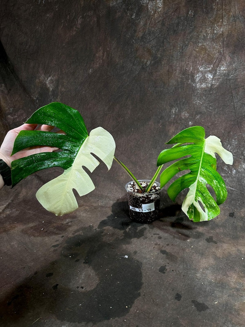 Variegated Monstera Albo Plant - Rare White Borsigiana - Exact Plant - Monstera Deliciosa Variegata - Indoor Houseplant