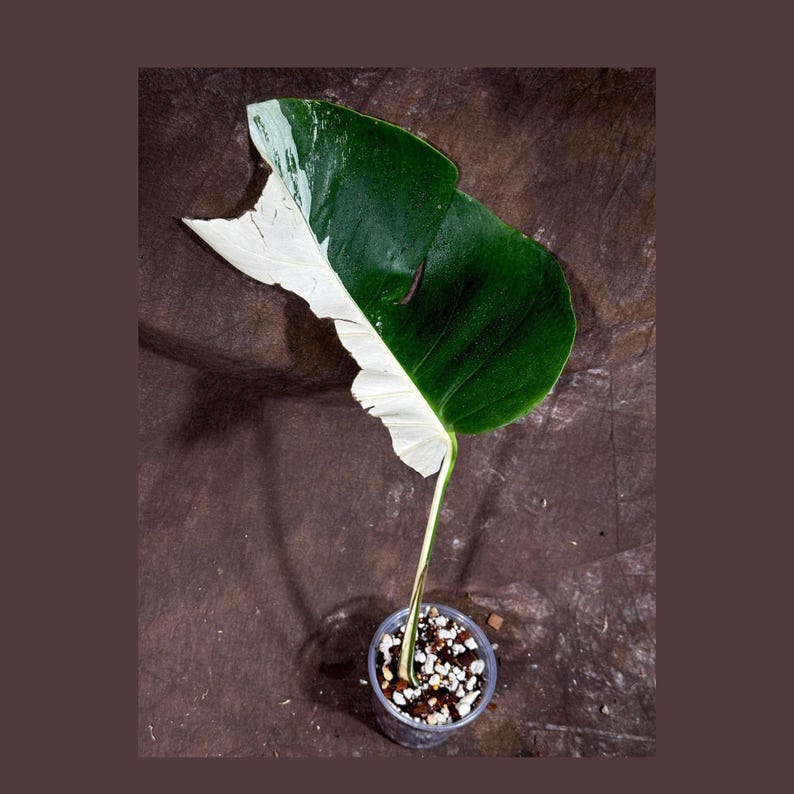 monstera borsigiana seeds Monstera Borsigiana Albo Variegated (A)