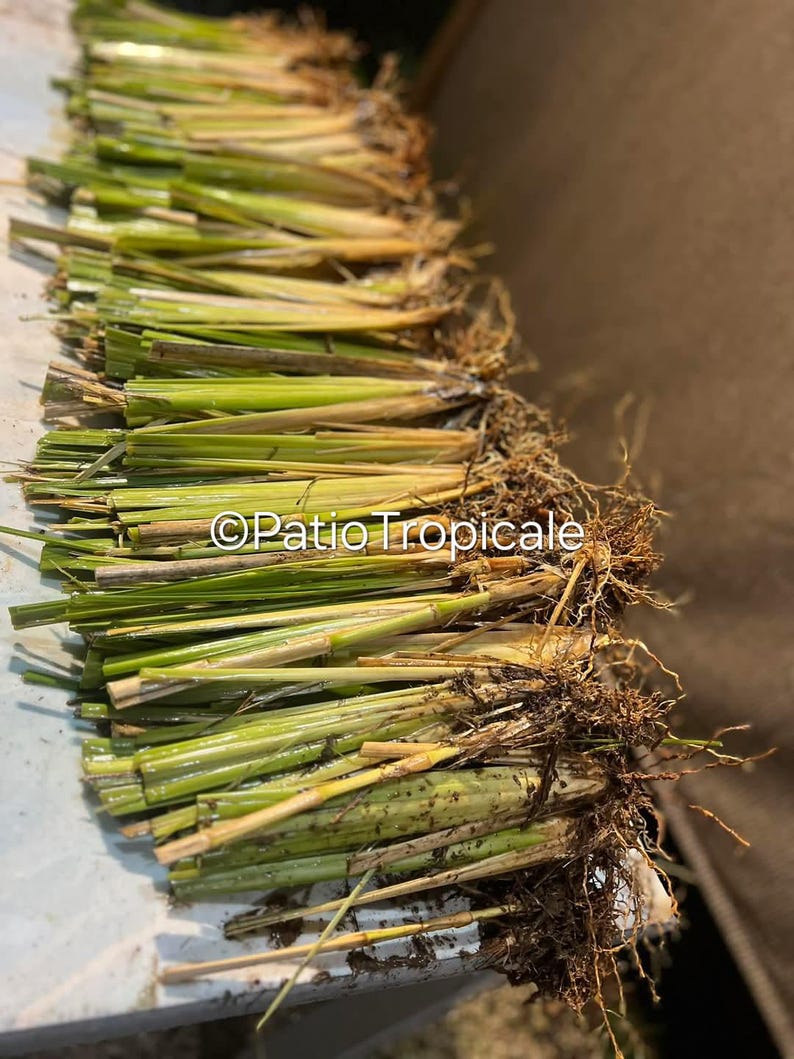 Vetiver Grass Slips - 10 Rooted Plants - Khus-Khus - Soil Stabilizing - Aromatic Essential Oil - Vetiveria zizanoides