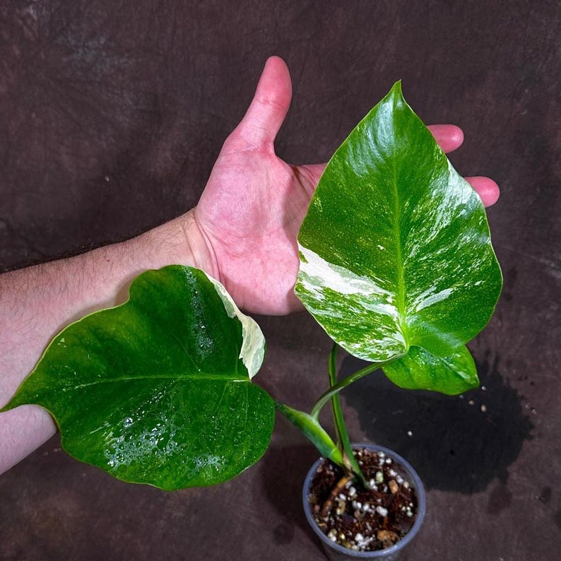 Variegated Monstera Albo Plant - Rare White Monstera Borsigiana - Indoor Houseplant - Exact Plant - US Seller - Unique Leaf Variegation