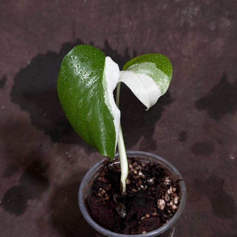white soil indoor plants Variegated Monstera Albo Plant - Rare White Monstera Albo Borsigiana