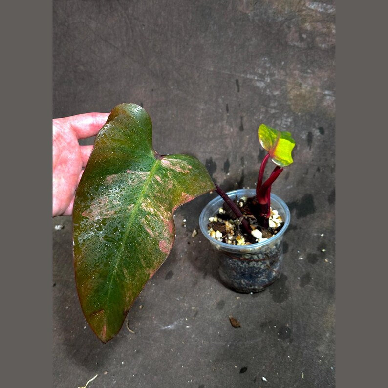 philodendron erubescens strawberry shake Variegated Philodendron Strawberry Shake Plant - Pink & Cream Leaves - Rare Indoor Houseplant