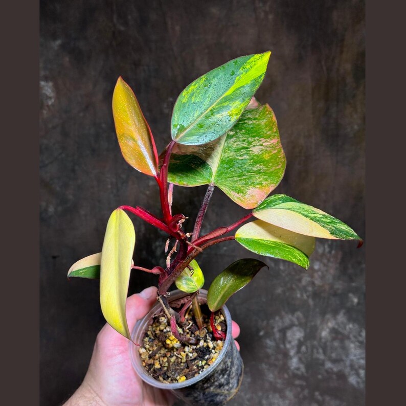 Variegated Philodendron Strawberry Shake Plant - Rare Pink Indoor Houseplant - Live Collector Plant - Philodendron Strawberry Shake