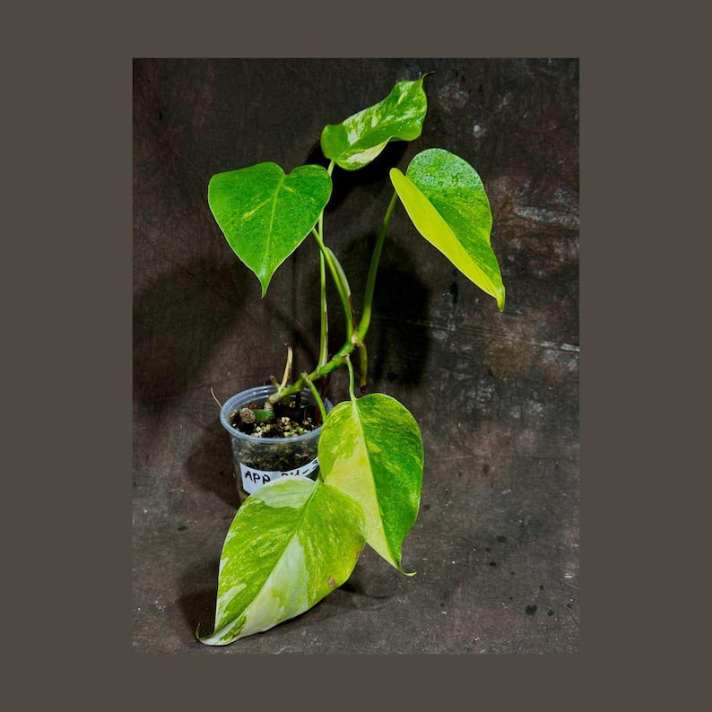 monstera deliciosa borsigiana aurea Monstera Aurea Potted Plant - Variegated Borsigiana