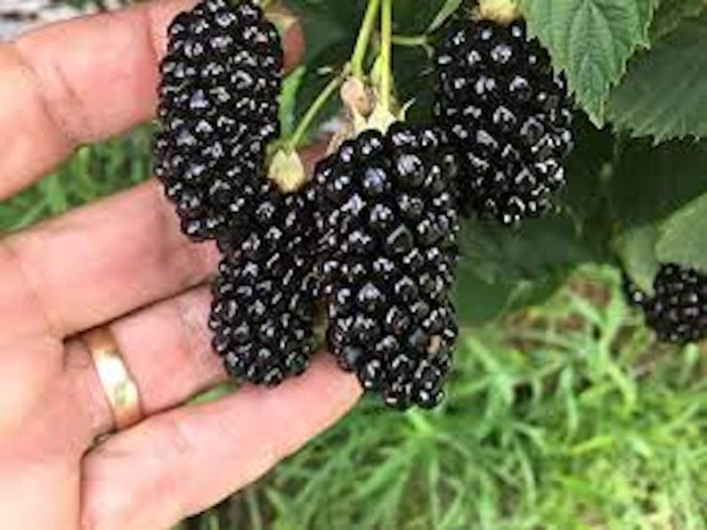 Big Daddy Thornless Blackberry Plants - Starter Pack of 3, High Yielding Fruit Bushes, Rubus fruticosus, Outdoor Garden