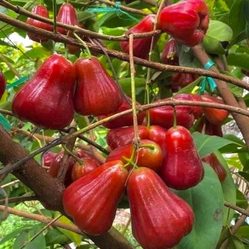 Red Dragon Jumbo Wax Apple Tree 3 Gallon Pot - Syzygium samarangense, Tropical Fruit Plant