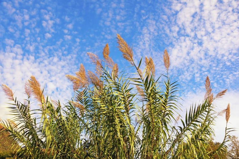 Giant Reed Cuttings - 1 Stalk Arundo donax - Bamboo Reed for Planting - Rooting Nodes for Fast Growth