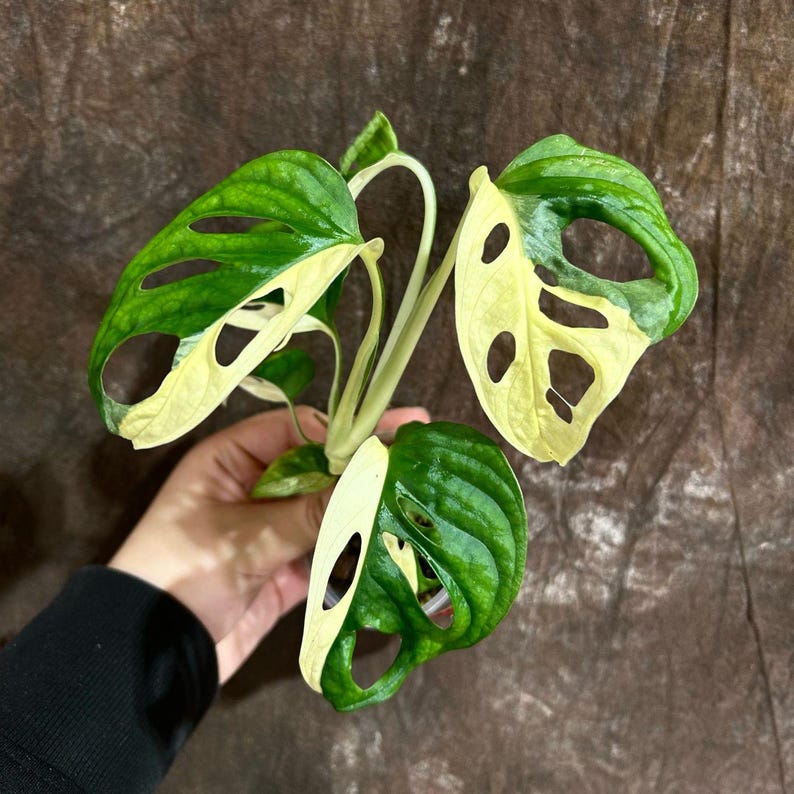 Variegated Monstera Adansonii Albo Potted Plant - Rare Variegated Houseplant - Monstera Adansonii Albo