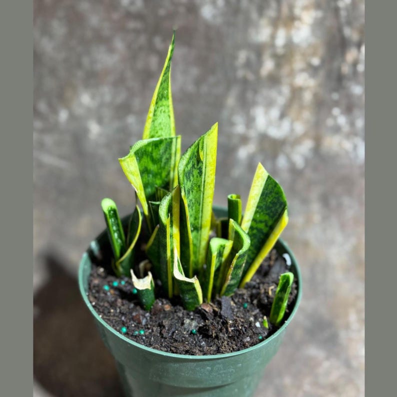 Sansevieria Laurentii Mother Plant 6" Grow Pot - Snake Plant - Hardy Indoor Outdoor Houseplant - Air Purifying Foliage